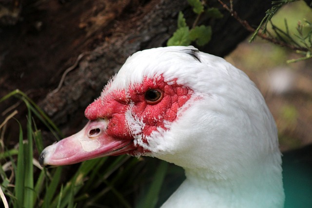 僅為他贏得 僅為他贏得